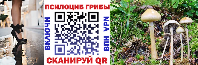 купить   Нововоронеж  Галлюциногенные грибы GOLDEN TEACHER 